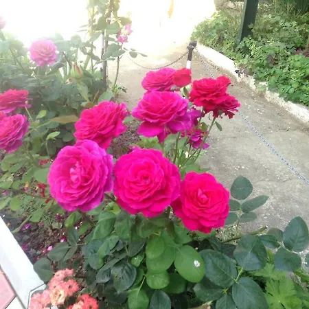 Pink Gasthof *